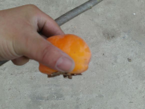 “射鸡”历险记打鸡血然后。