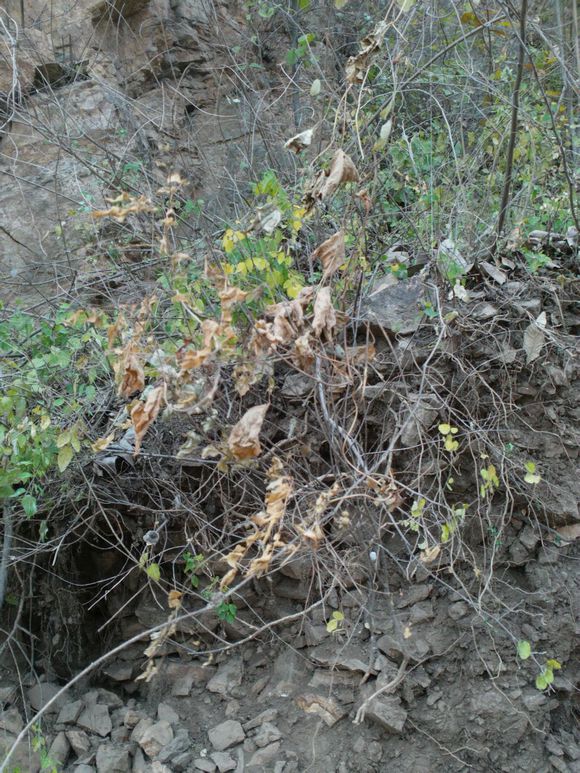 “射鸡”历险记打鸡血然后。