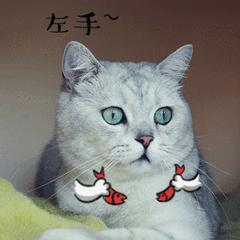 自己在家给泰迪狗狗剪毛,在家给狗狗剪毛需要什么剪刀