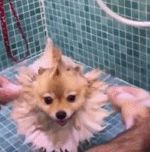 自己在家给泰迪狗狗剪毛,在家给狗狗剪毛需要什么剪刀