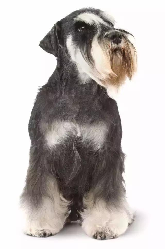 怎样挑选一只好的雪纳瑞犬,如何挑选一只适合家养的雪纳瑞