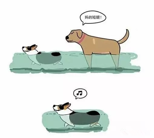 腿短是一种怎样的体验,纯柯基腿是什么标准的