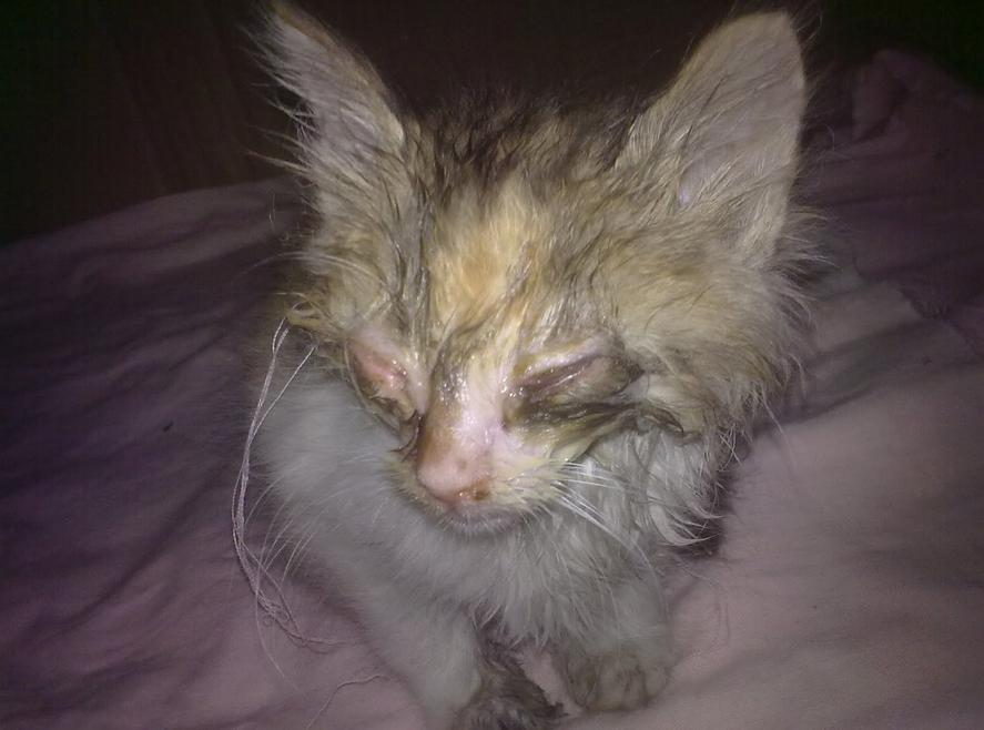 捡到一只濒临死亡的小猫怎么办,晚上回家居然捡到一只猫