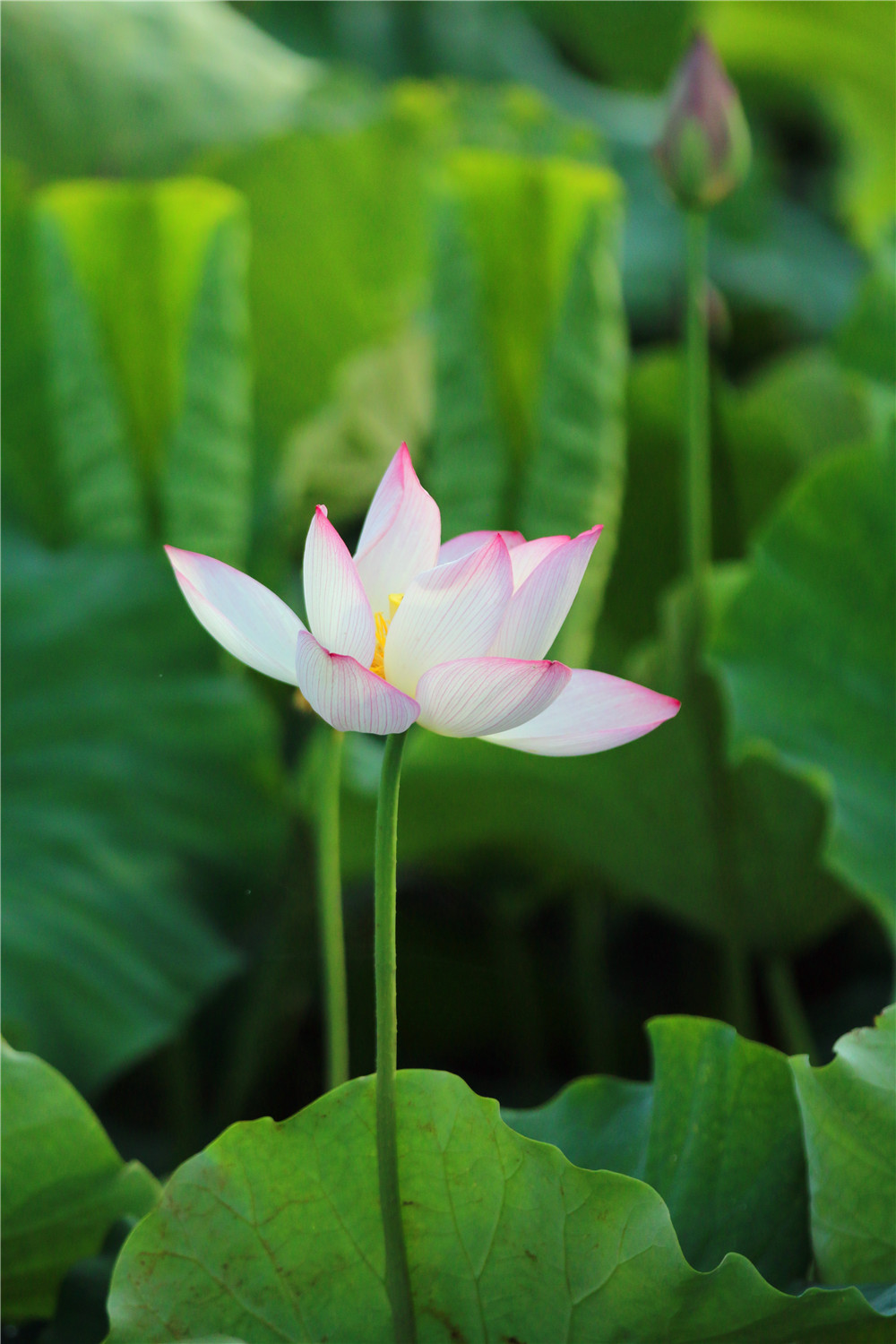 *萨特帕**一场与荷花无法拒绝的浪漫之旅