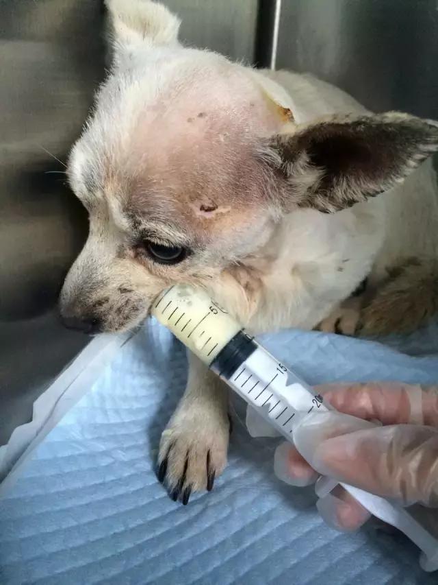 流浪狗被箭射穿违法吗,流浪狗被箭射穿