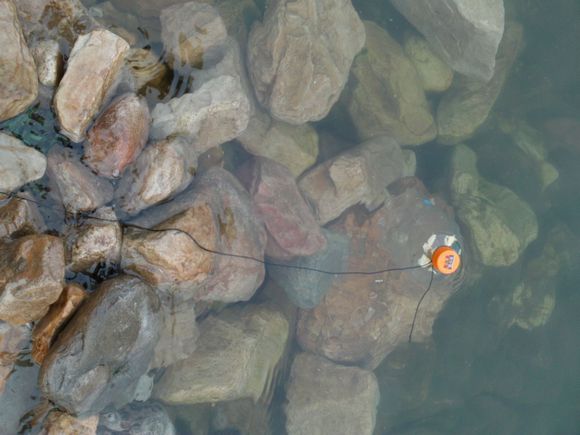 “射鸡”历险记打鸡血然后。