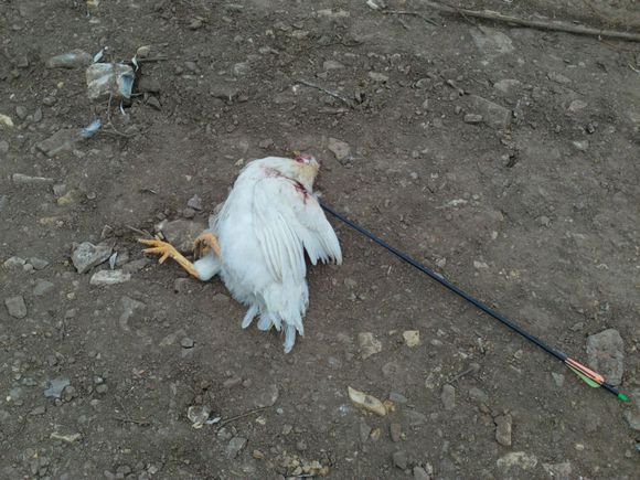 “射鸡”历险记打鸡血然后。