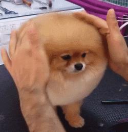 自己在家给泰迪狗狗剪毛,在家给狗狗剪毛需要什么剪刀