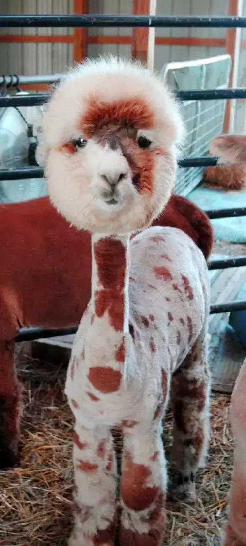 自己在家给泰迪狗狗剪毛,在家给狗狗剪毛需要什么剪刀