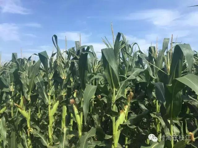 80后姑娘在农村创业,九零后农村姑娘创业故事