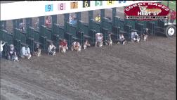 腿短是一种怎样的体验,纯柯基腿是什么标准的