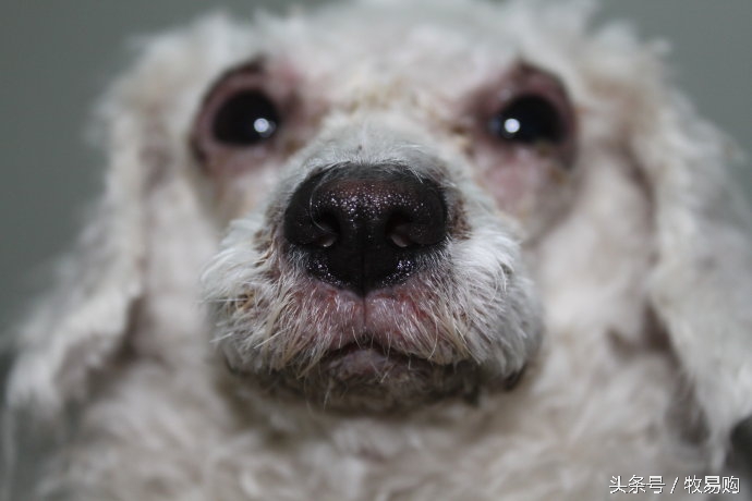 狗狗脓皮症掉毛最有效的治疗办法,狗狗得了皮肤病可以抹药膏吗