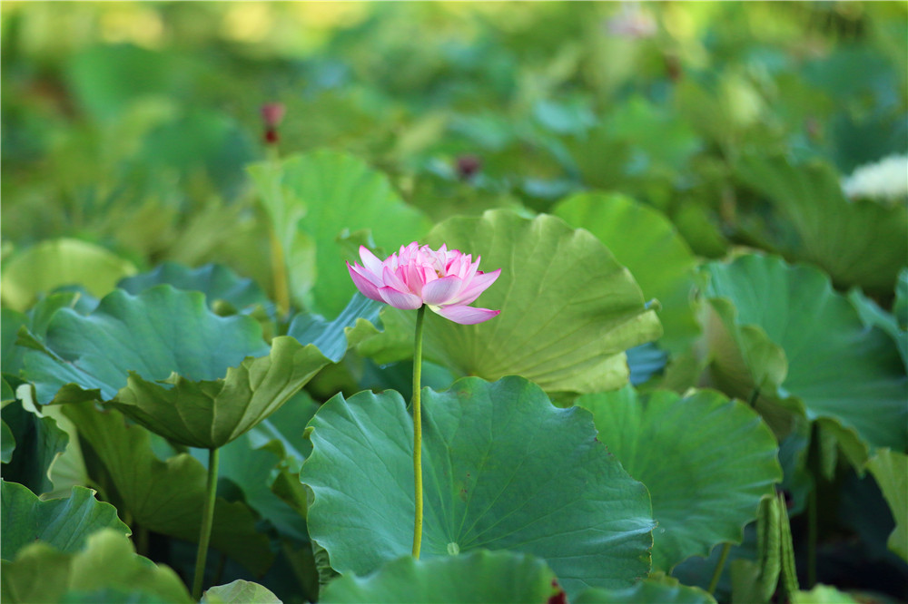 *萨特帕**一场与荷花无法拒绝的浪漫之旅