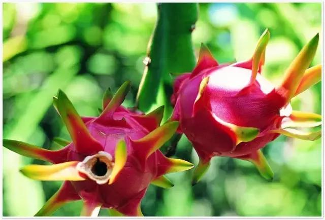 如何挑火龙果分三步,挑火龙果的方法