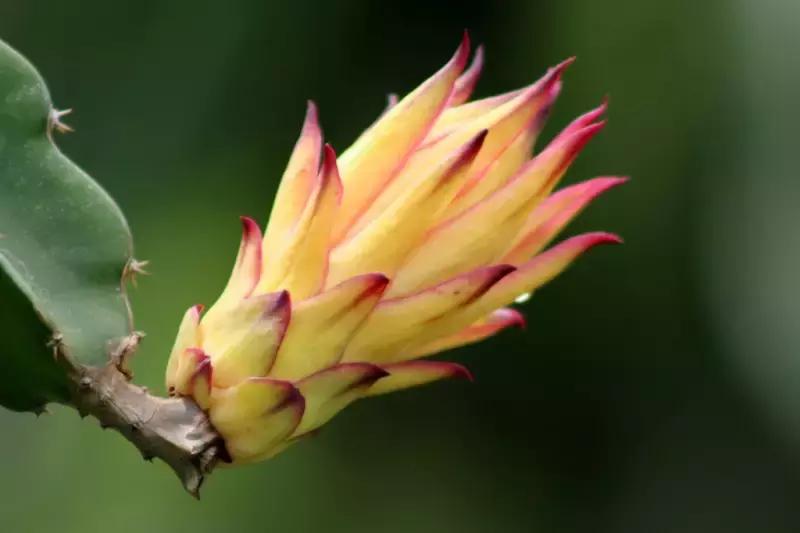 如何挑火龙果分三步,挑火龙果的方法