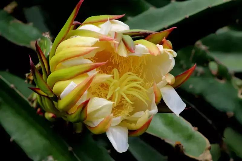 如何挑火龙果分三步,挑火龙果的方法