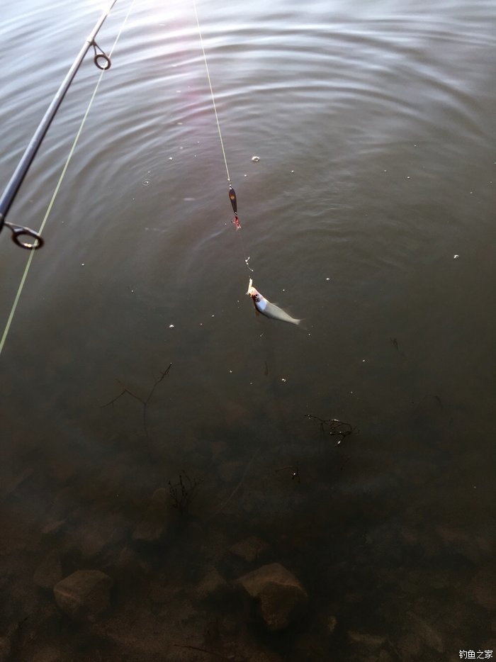 亮片跳底钓鳜鱼,一线多钩钓鳜鱼