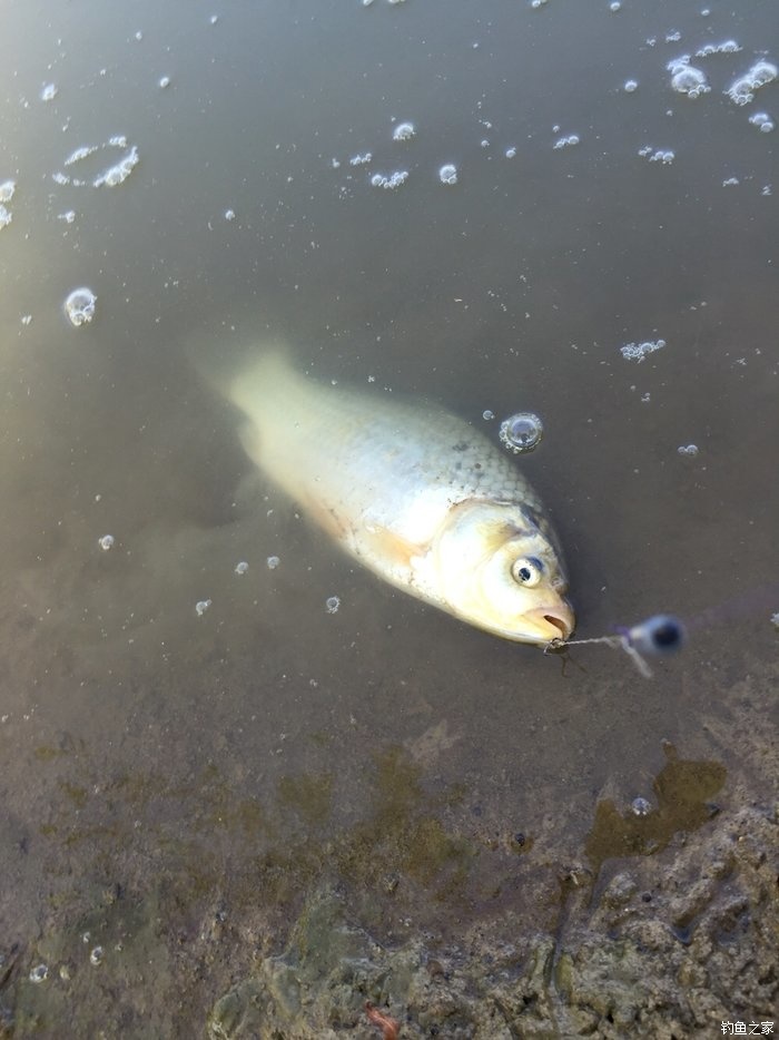 亮片跳底钓鳜鱼,一线多钩钓鳜鱼