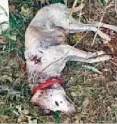 流浪狗被箭射穿违法吗,流浪狗被箭射穿