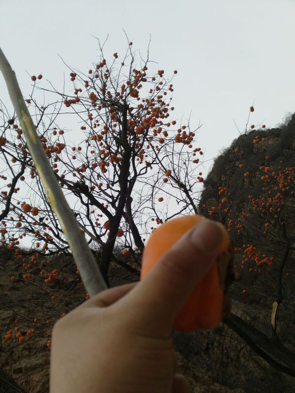 “射鸡”历险记打鸡血然后。