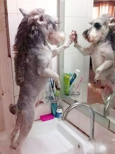 自己在家给泰迪狗狗剪毛,在家给狗狗剪毛需要什么剪刀