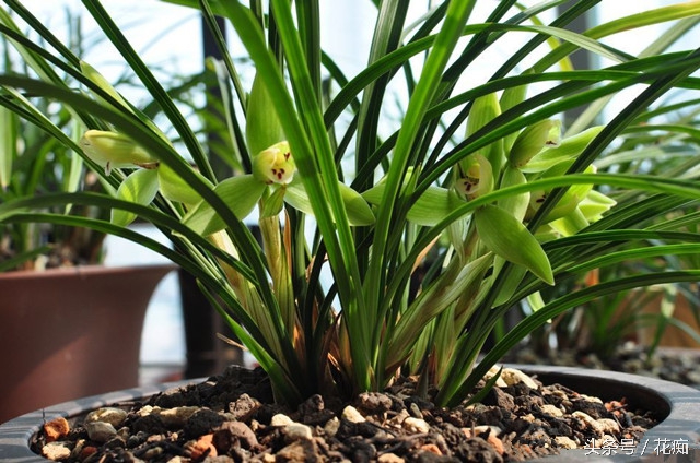 如何才能真正的养好兰花,如何养好一盆兰花