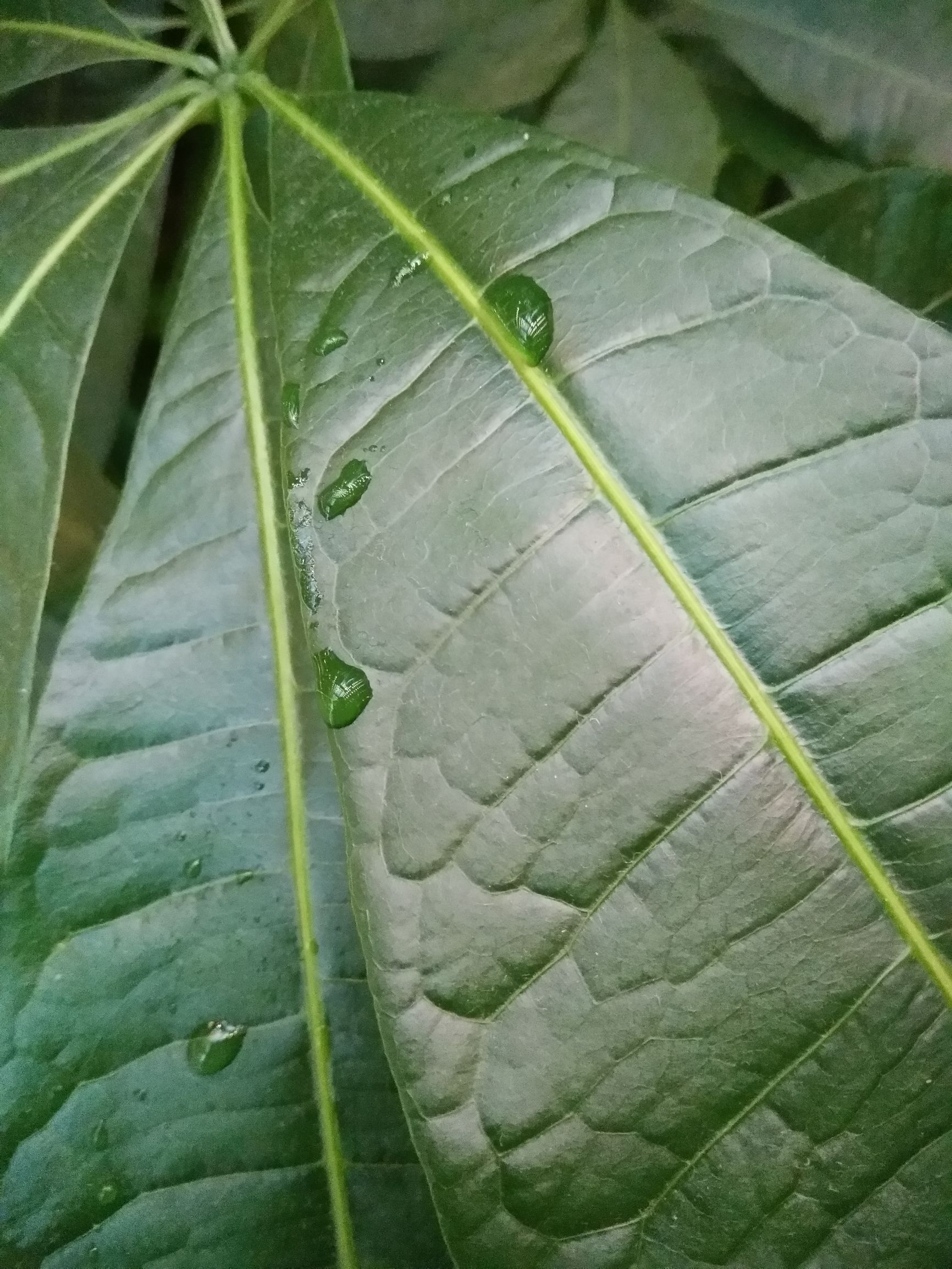 vivox70pro+拍照排名,vivox7现在拍照怎么样