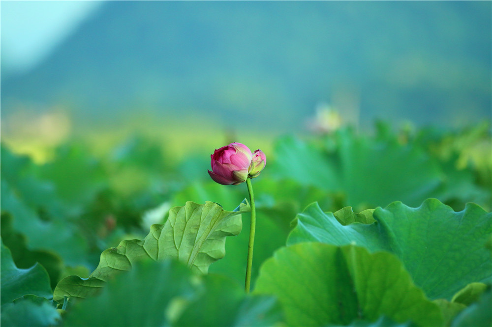 *萨特帕**一场与荷花无法拒绝的浪漫之旅
