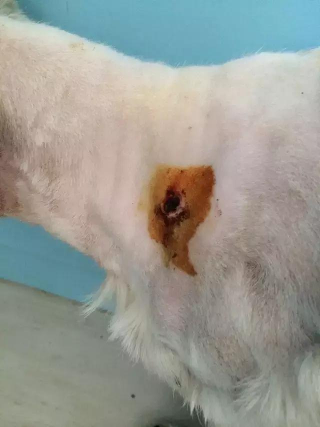 流浪狗被箭射穿违法吗,流浪狗被箭射穿