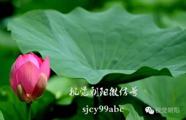 荷花酒,荷花图片