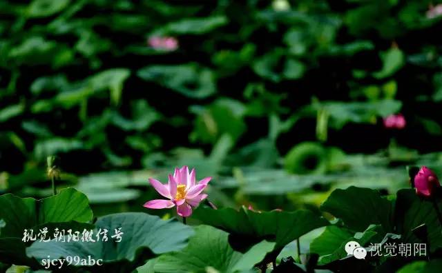 荷花酒,荷花图片