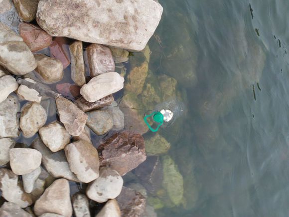 “射鸡”历险记打鸡血然后。