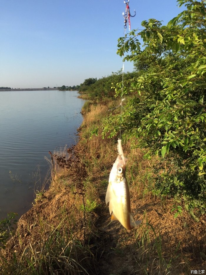亮片跳底钓鳜鱼,一线多钩钓鳜鱼