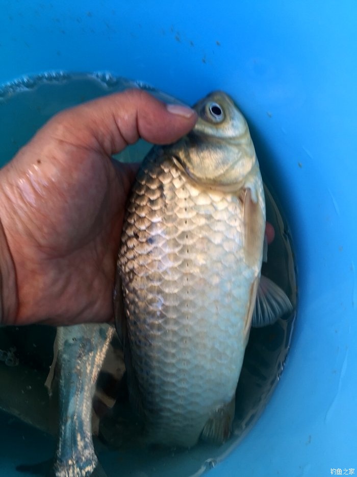 亮片跳底钓鳜鱼,一线多钩钓鳜鱼
