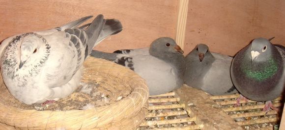 同窝幼鸽一大一小怎么解决,幼鸽并窝的正确方法
