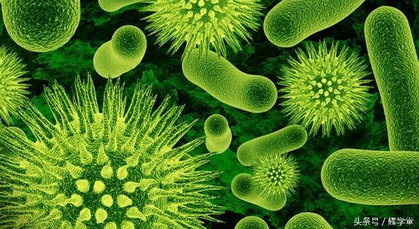 人体正常菌群的分布，针对有益的正常菌群应该加以保护