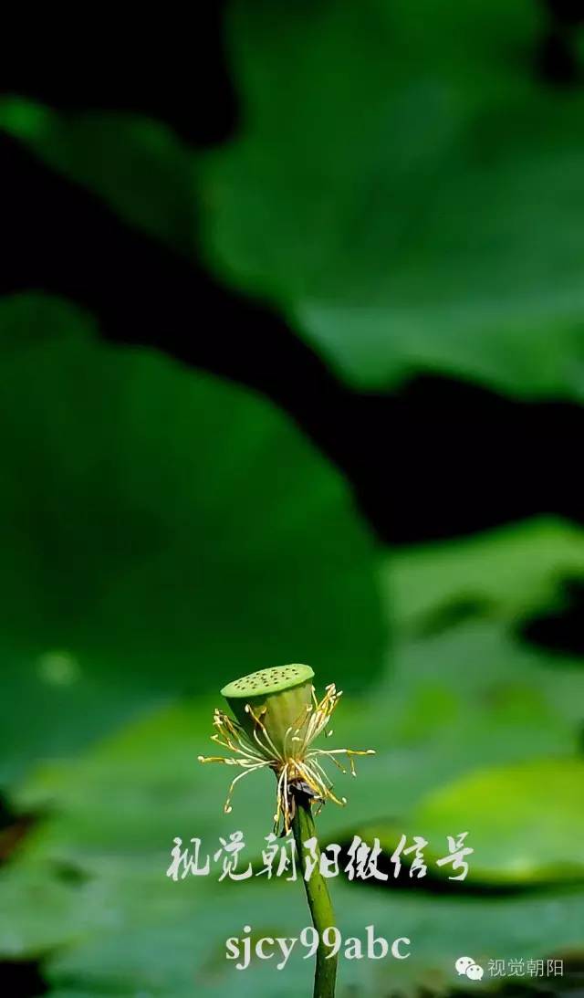 荷花酒,荷花图片