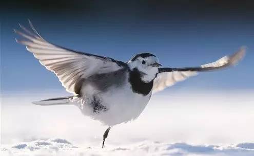 鵟鸟怎么读,鵟字怎么念