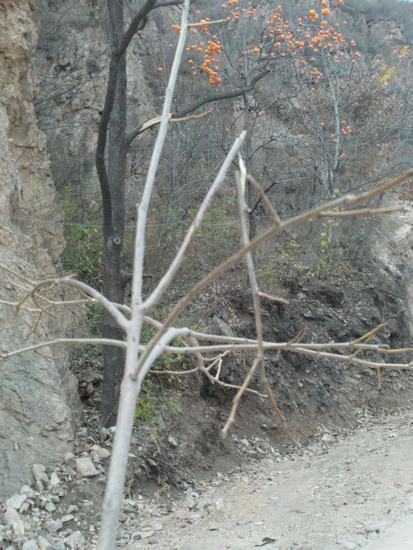 “射鸡”历险记打鸡血然后。