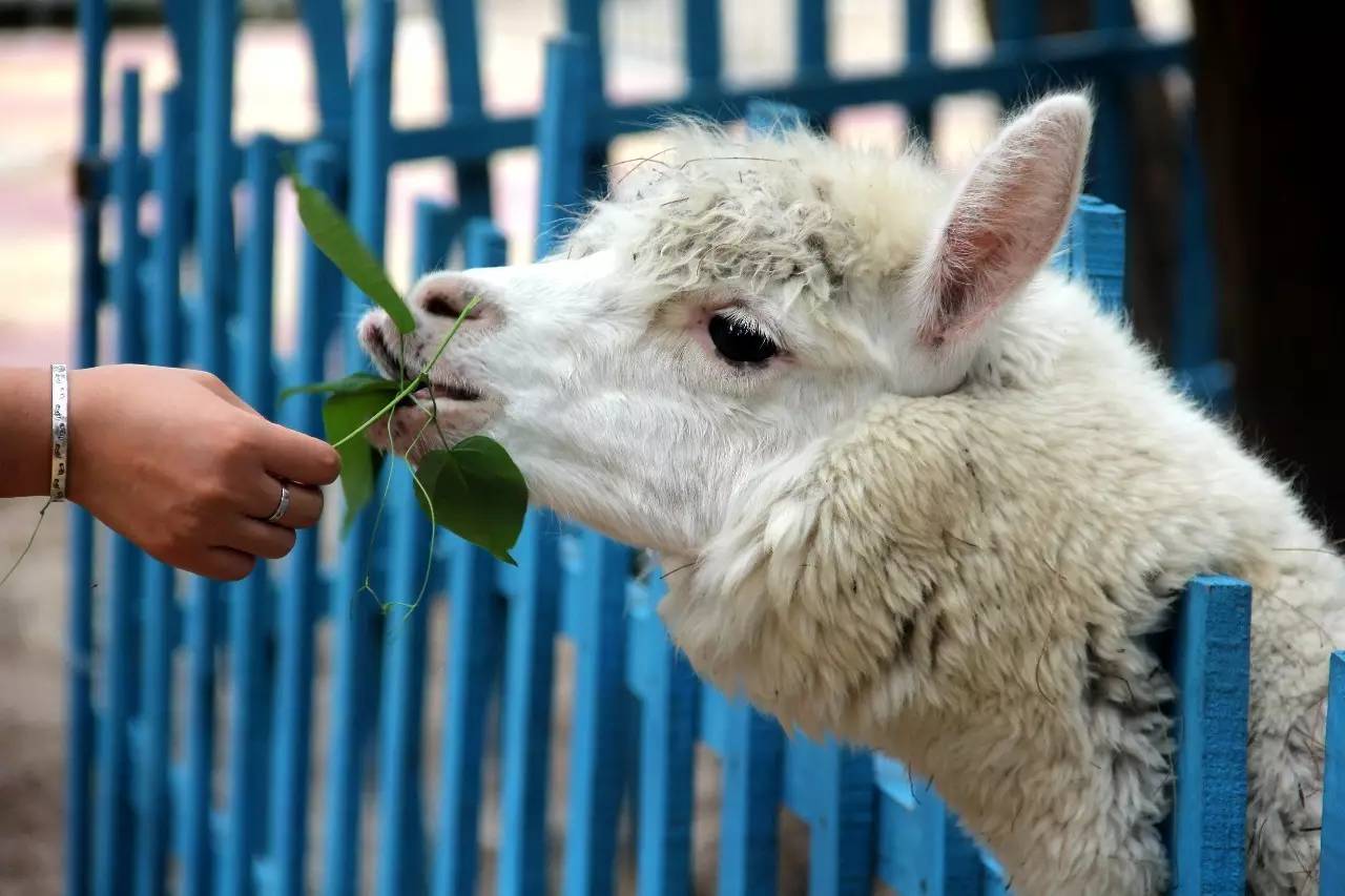 路虎揽胜漳州,揽胜海洋之心