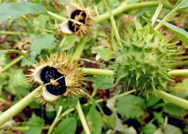 颜值平平的*疆新**路边野花，早已跻身天界神话？