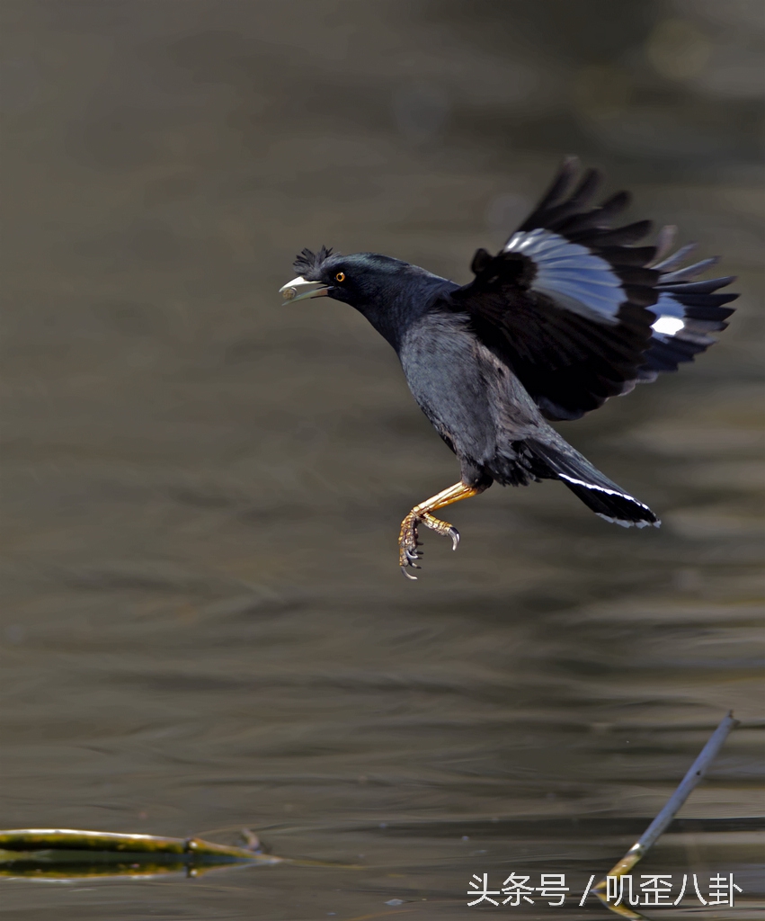 给鸟看病的医院,给鸟看病要多少钱