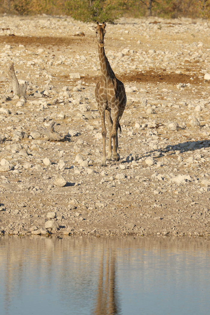 猎豹奔跑壮观,猎豹狂奔