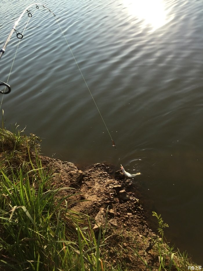 亮片跳底钓鳜鱼,一线多钩钓鳜鱼
