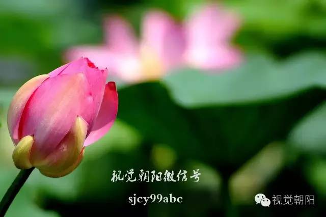 荷花酒,荷花图片