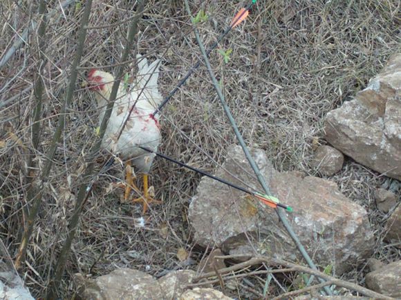 “射鸡”历险记打鸡血然后。