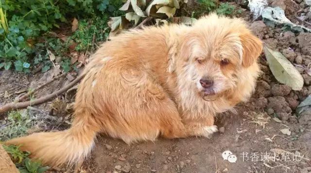 犬齿少了一颗,犬齿中间只有两颗牙