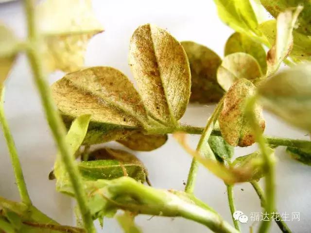 花生红蜘蛛病的治疗方法,春花生红蜘蛛最佳治疗方法