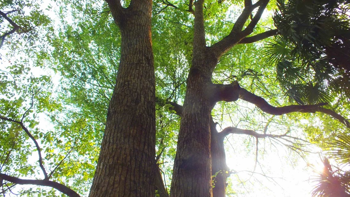 叶岩头,叶岩头村