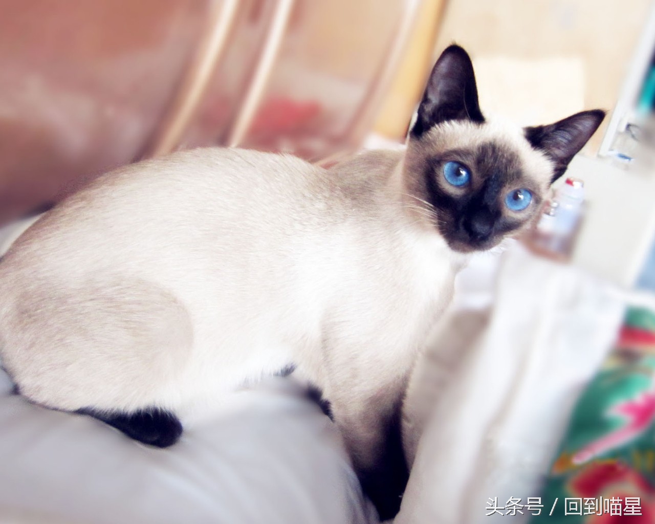 暹罗猫的习性性格饲养方法,暹罗猫的选购及饲养